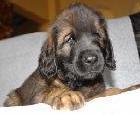 leonberger